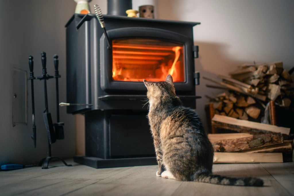 Znaky stresu alebo úzkosti u domácich maznáčikov. Ako ich rozpoznať a pomôcť