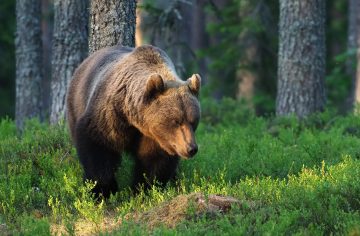 Slovensku vládnu medvede. Interaktívna mapa ti prezradí, kde všade bol tento rok medveď spozorovaný a či tam aj útočil