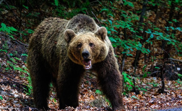 Prichádza dokument o zvierati, ktoré rozdelilo Slovensko. Seriál Lebo medveď nám doručí Voyo