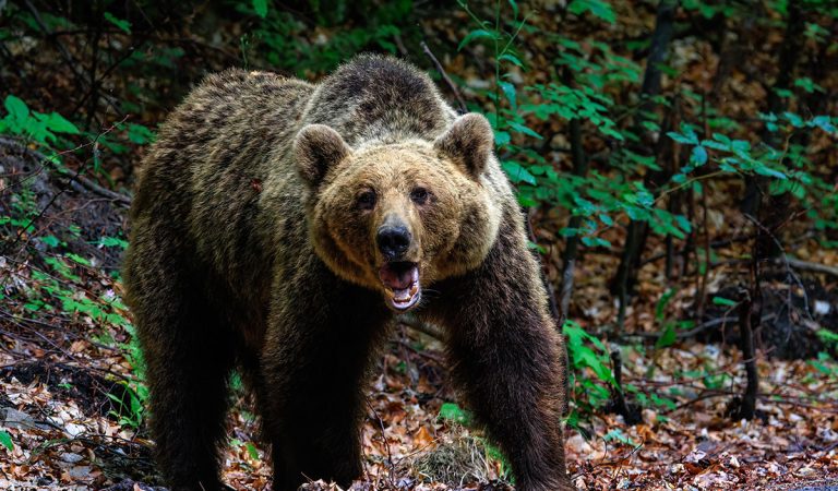 Prichádza dokument o zvierati, ktoré rozdelilo Slovensko. Seriál Lebo medveď nám doručí Voyo