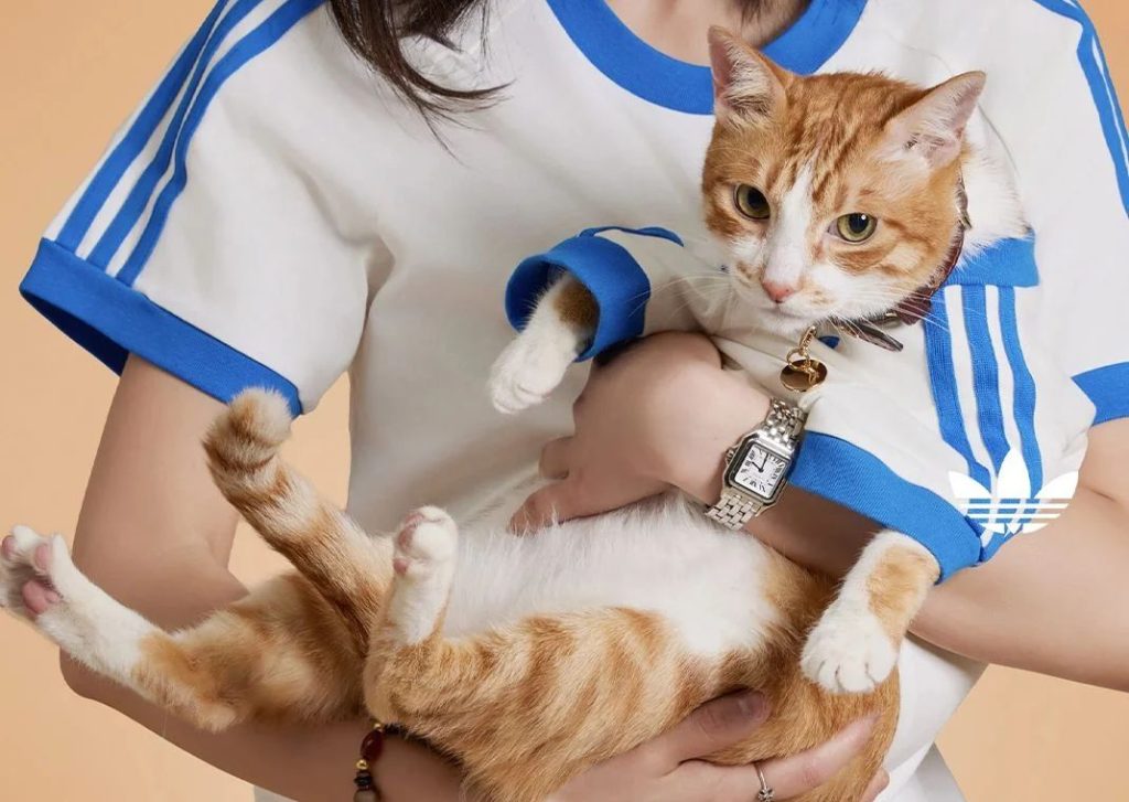 Svetoznáma značka Adidas predstavila svoju kolekciu pre domáce zvieratká. Nájdeme v nej tričká, obojky aj tašky.