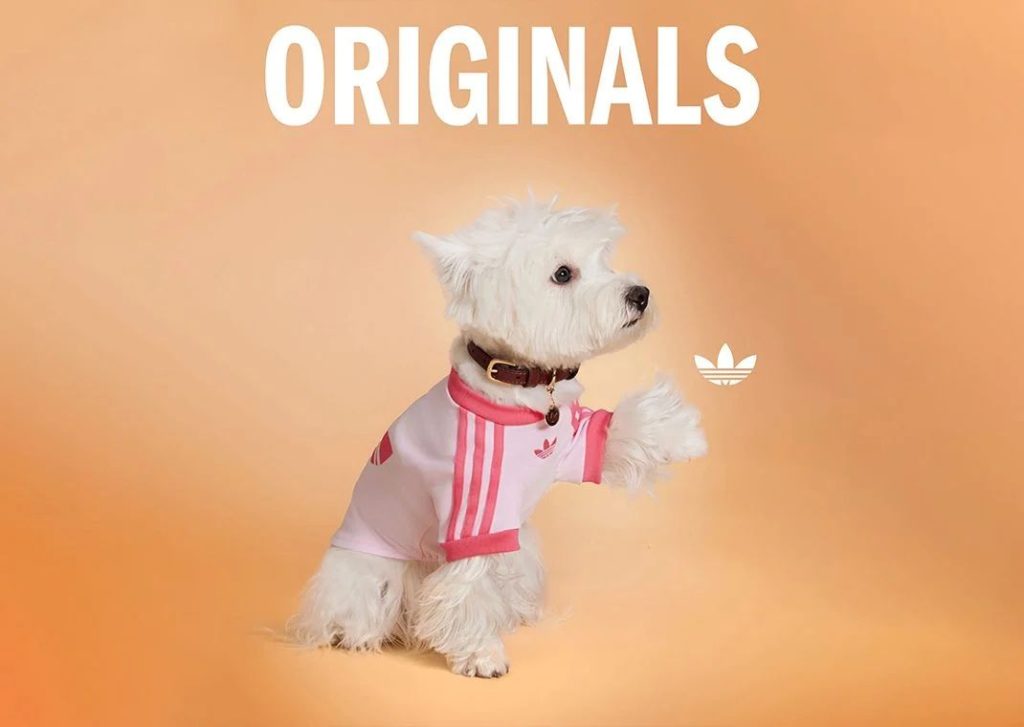 Svetoznáma značka Adidas predstavila svoju kolekciu pre domáce zvieratká. Nájdeme v nej tričká, obojky aj tašky.