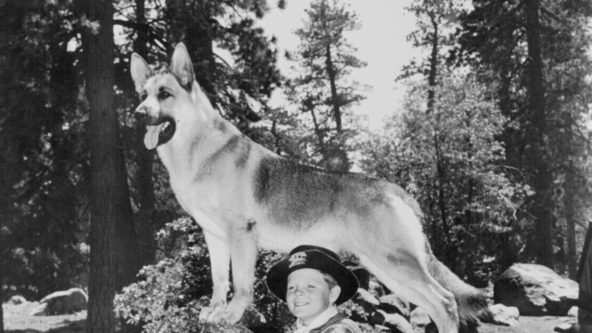 Hviezdny pes Rin Tin Tin, ale aj lev Leo. Toto sú príbehy legendárnych zvieracích hercov z Hollywoodu