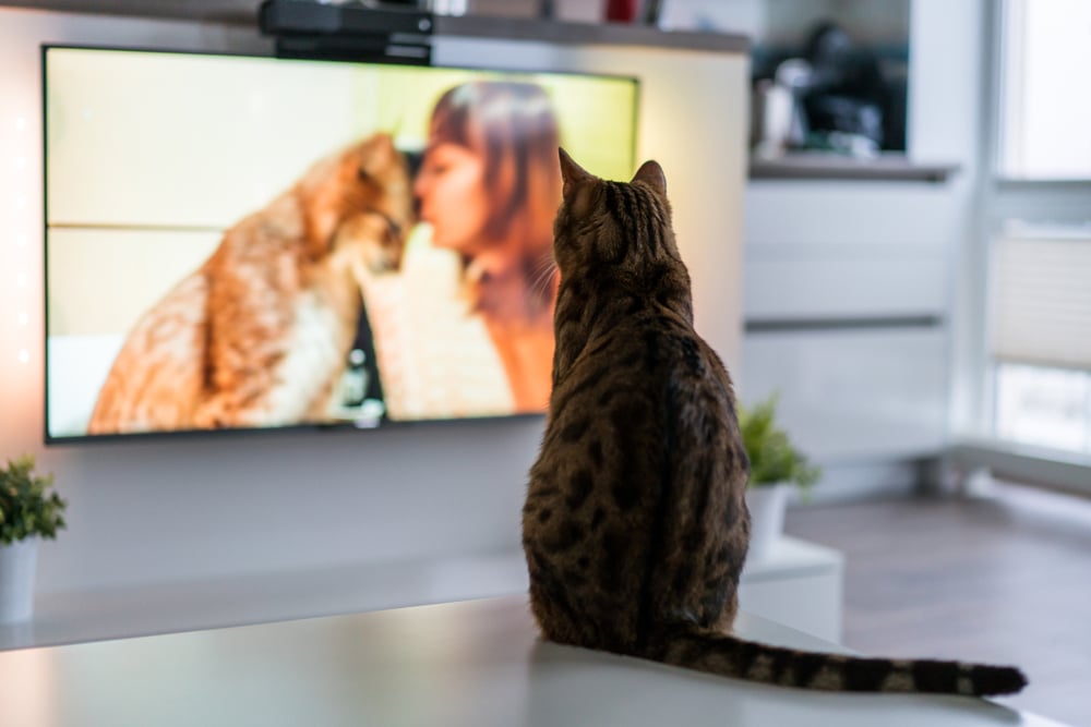 Vplyv zvukov na správanie domácich miláčikov: Ako televízia, hudba či zvuky z ulice menia ich náladu