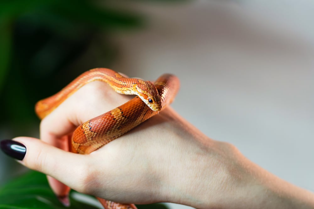 Nie každému sa hodí pes či mačka. Tento domáci miláčik k tebe patrí podľa tvojho znamenia