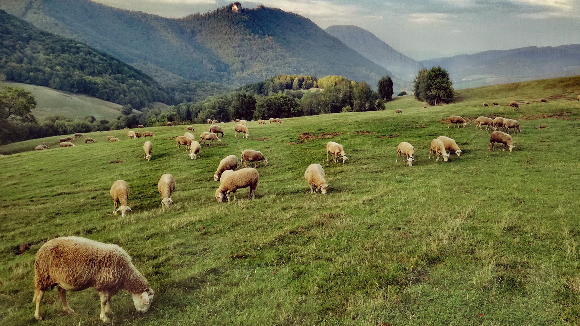 Mladá farmárka zo stredného Slovenska: Niektorí ľudia vnímajú farmárov iba ako poberateľov dotácií (ROZHOVOR)