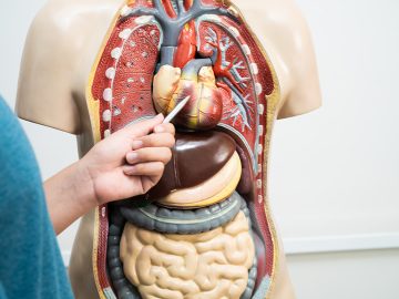 KVÍZ: Viac ako 75 % Slovákov pohorí. Zisti, ako dobre poznáš ľudské telo