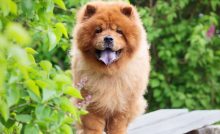 Samojed, levíček či tibetská doga. Toto sú najdrahšie plemená psov na svete