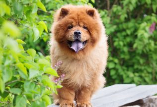 Samojed, levíček či tibetská doga. Toto sú najdrahšie plemená psov na svete