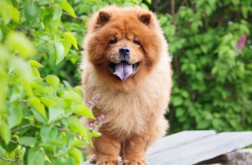 Samojed, levíček či tibetská doga. Toto sú najdrahšie plemená psov na svete