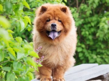 Samojed, levíček či tibetská doga. Toto sú najdrahšie plemená psov na svete