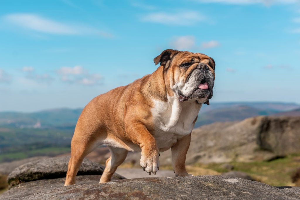 Zdroj: Shutterstock / Plemeno Anglický buldog