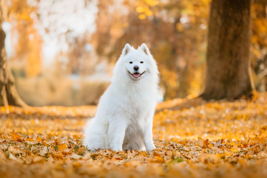 Zdroj: Shutterstock / Plemeno Samojed
