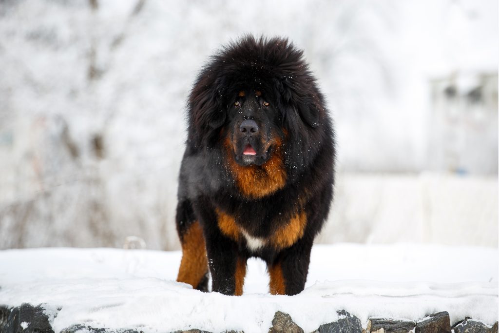 Zdroj: Shutterstock / Plemeno Tibetská doga
