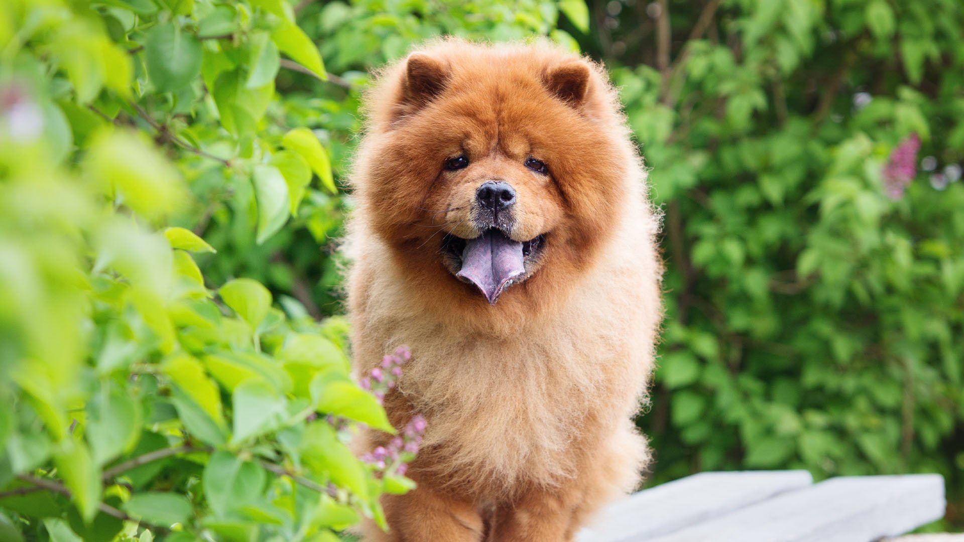 Samojed, levíček či tibetská doga. Toto sú najdrahšie plemená psov na svete