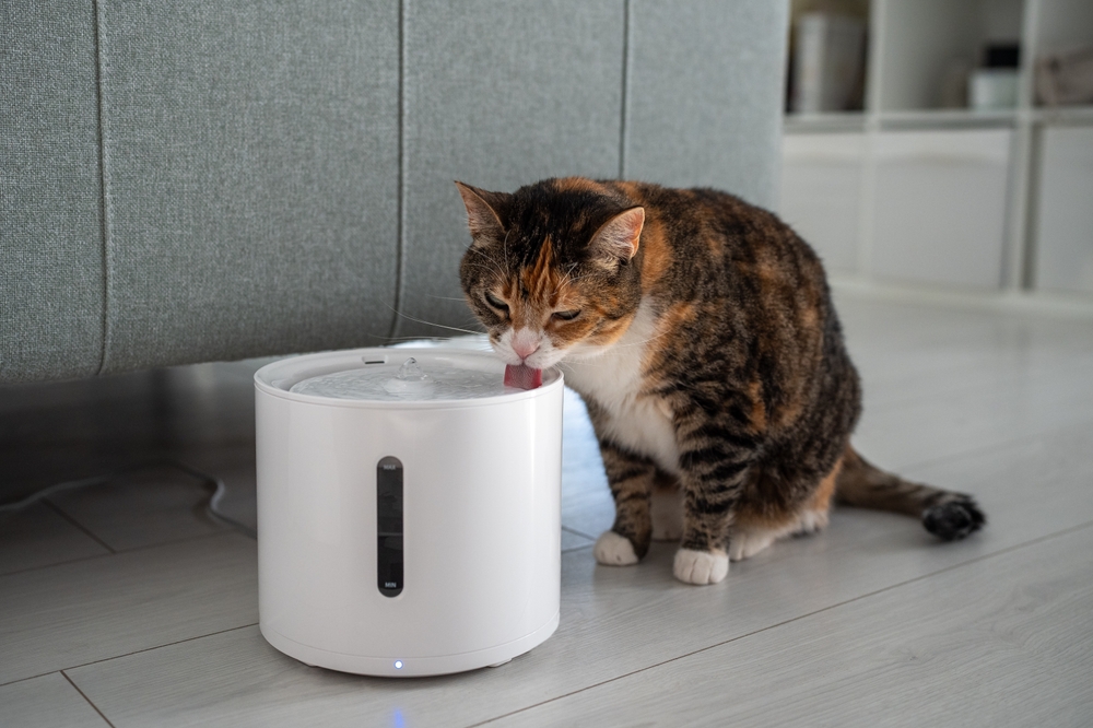 Slovenský veterinár radí, ako počas leta správne ochladiť zvieratká