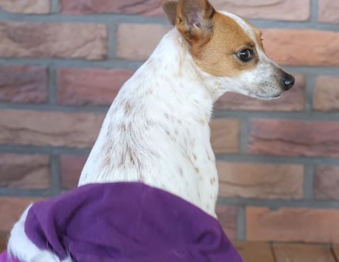 Odvážny počin Bianky Rumanovej už sparodoval aj najznámejší slovenský psík. Na divoké outfity reagovala aj populárna herečka