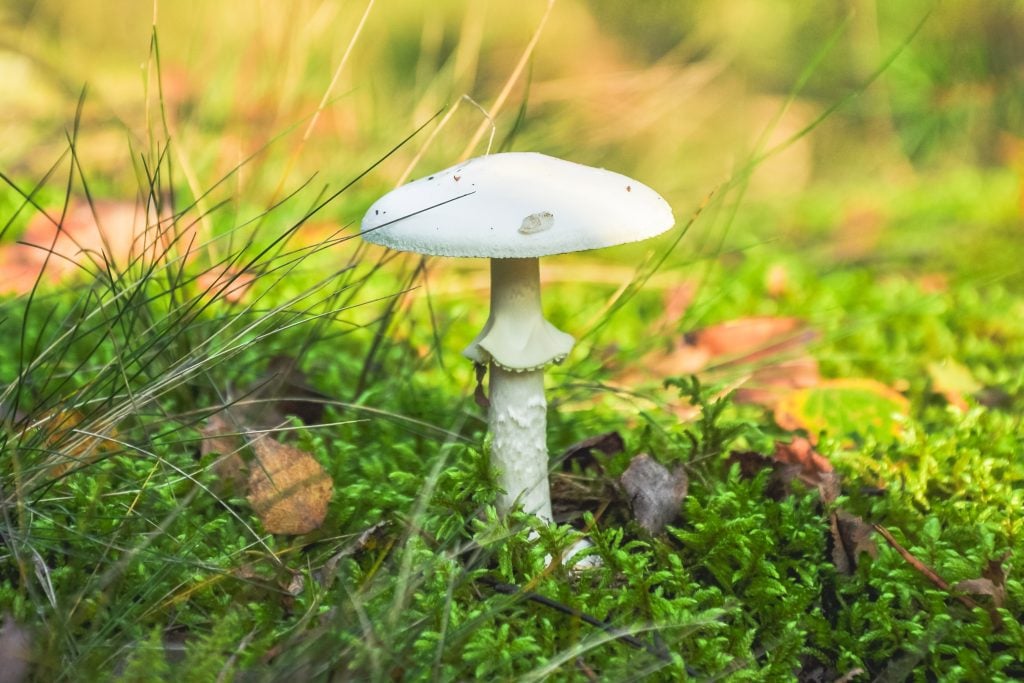 Omyl na hubách sa im skoro stal osudným. Dva slovenské manželské páry si pomýlili bedľu s jedovatou muchotrávkou
