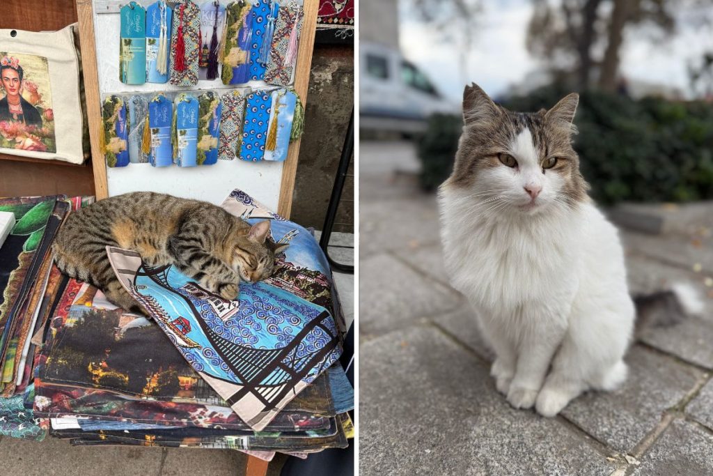 Navštívili sme perlu Bosporu: Je Istanbul počas jesene dobrý nápad? Cena ubytovania nás šokovala