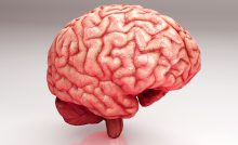 je možné transplantovať mozog