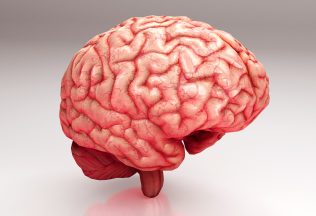 je možné transplantovať mozog