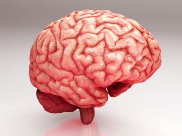 je možné transplantovať mozog