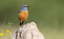 "Vtáčia teória" má preveriť kvalitu tvojho vzťahu. Na TikToku sa objavil zaujímavý trend