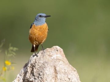 "Vtáčia teória" má preveriť kvalitu tvojho vzťahu. Na TikToku sa objavil zaujímavý trend