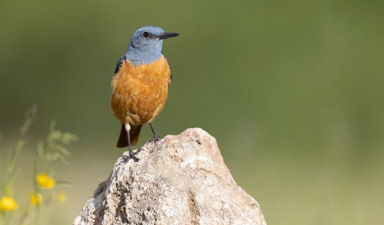 "Vtáčia teória" má preveriť kvalitu tvojho vzťahu. Na TikToku sa objavil zaujímavý trend