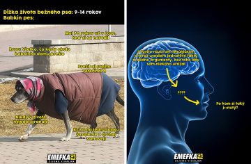 TOP 10 memes, ktoré vás bavili minulý týždeň najviac #202