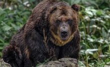 medveď japonsko útok medvede