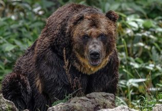 medveď japonsko útok medvede