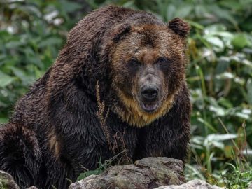 medveď japonsko útok medvede