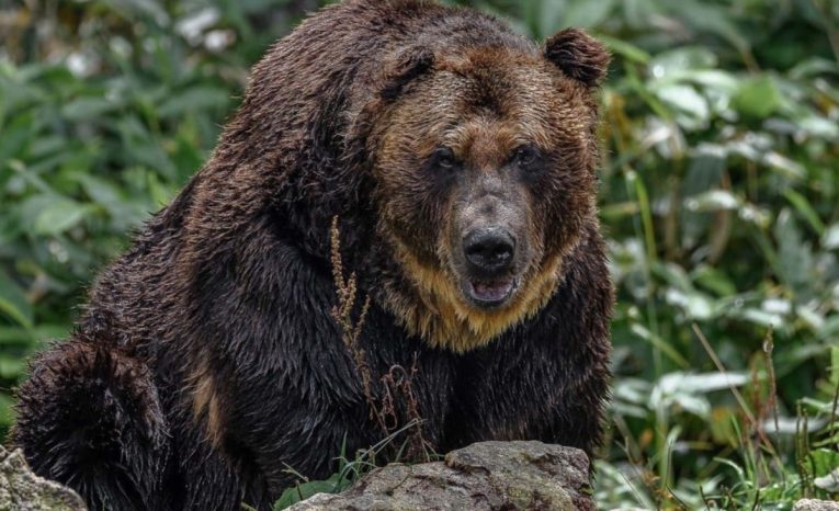 medveď japonsko útok medvede