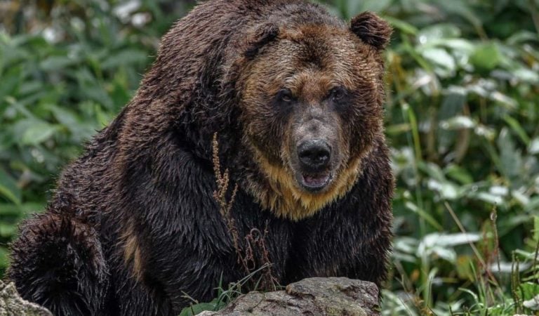 medveď japonsko útok medvede