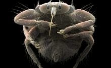 parazity mikroskop kliešť