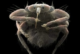 parazity mikroskop kliešť