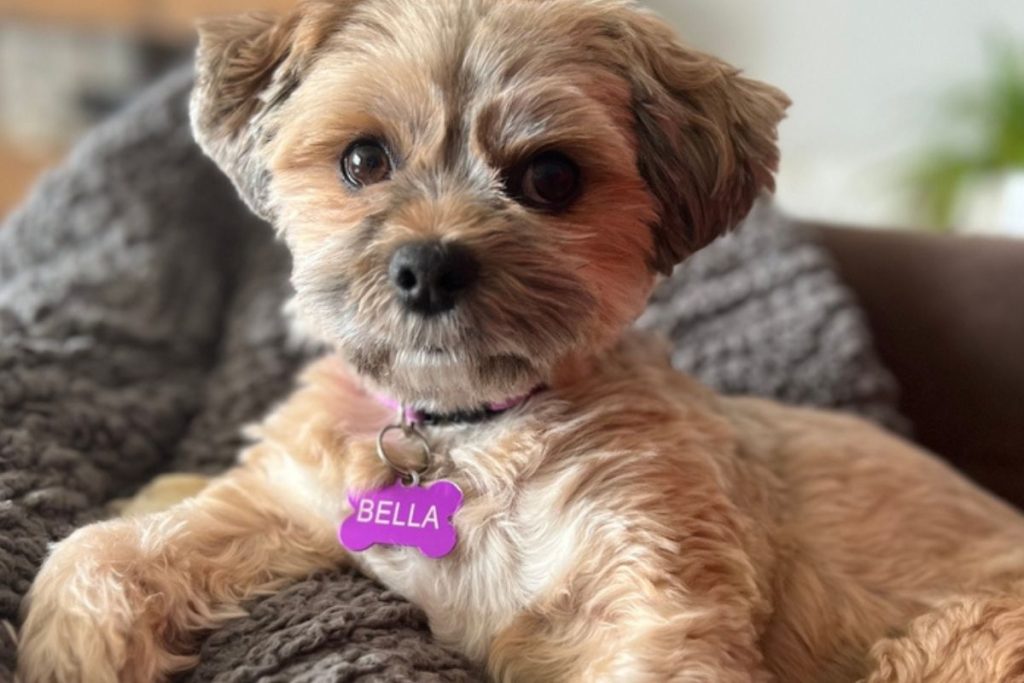 Toto sú najhoršie a najkrajšie psie mená podľa AI. Je tvoj miláčik nositeľom jedného z nich?