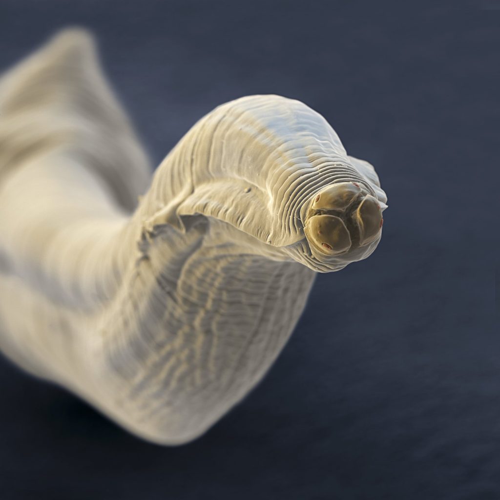 Niektoré sú roztomilé, iné zase poriadne nechutné. Takto vyzerajú ľudské parazity pod mikroskopom