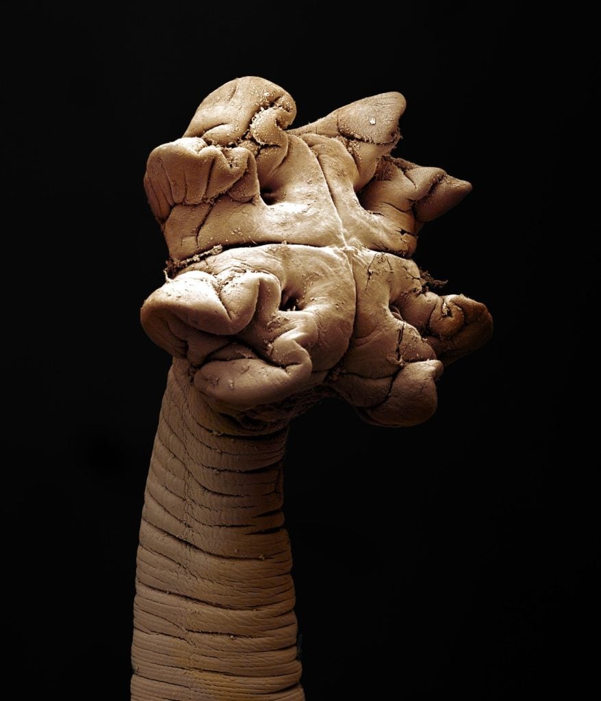 Niektoré sú roztomilé, iné zase poriadne nechutné. Takto vyzerajú ľudské parazity pod mikroskopom