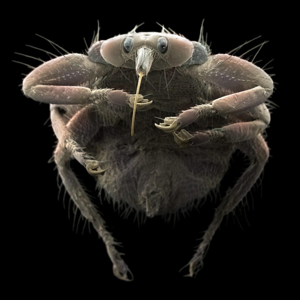 parazity, fakty a zaujímavosti, veda, zvieratá 