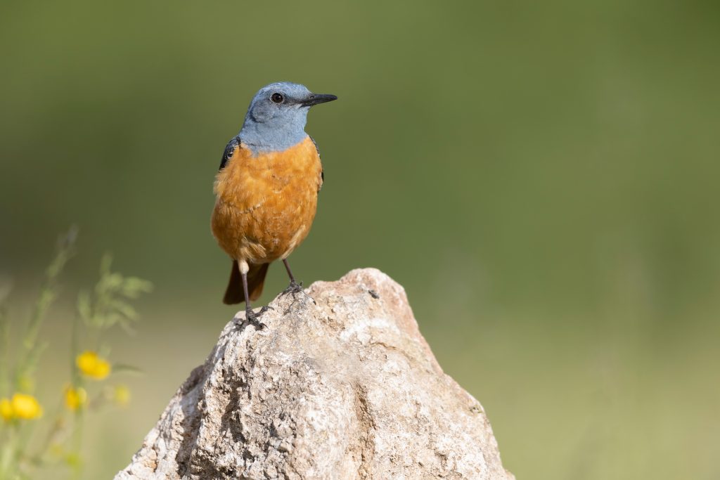 Na TikToku sa rozšíril nezvyčajný trend. Pomocou takzvanej Bird Theory ľudia testujú kvalitu svojho partnerského vzťahu.