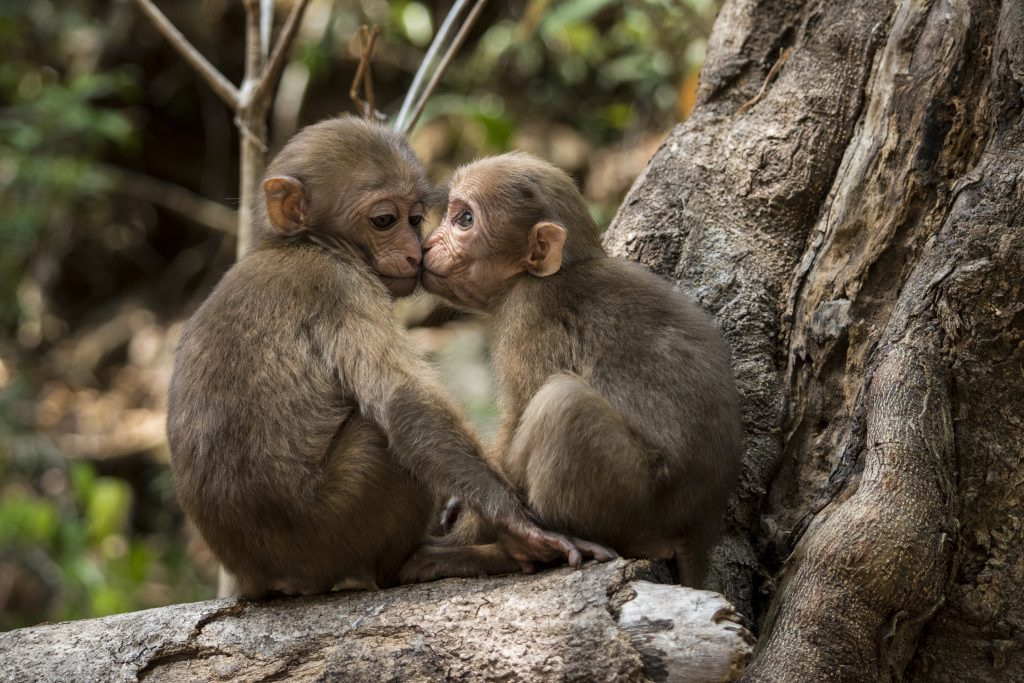bozkávanie, ľudia, fakty a zaujímavosti, evolúcia, veda, zvieratá