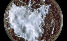 superpleseň choroba európa nákaza