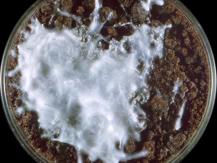 superpleseň choroba európa nákaza