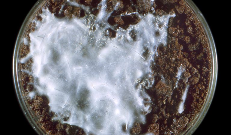 superpleseň choroba európa nákaza