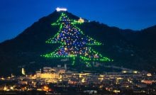 vianočné stromčeky vianoce