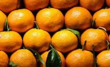 mandarinky mandarínka šúpanie jedenie