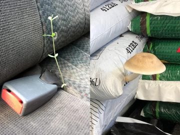 rásť na nečakaných miestach