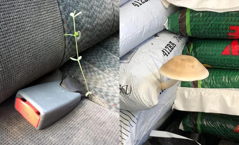 rásť na nečakaných miestach